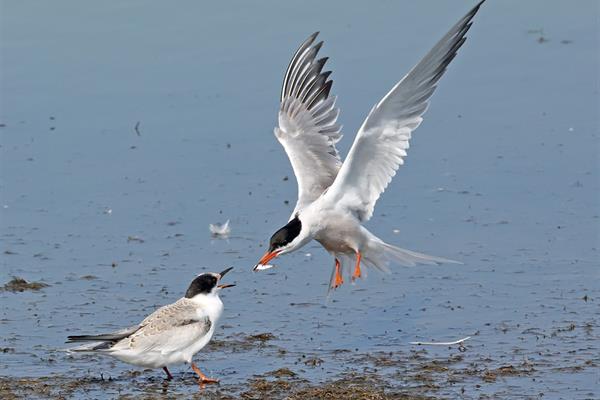 Barry Yates: A Wildlife Talk