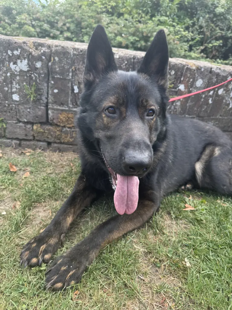 Kings Dog Training Kings Dog Training